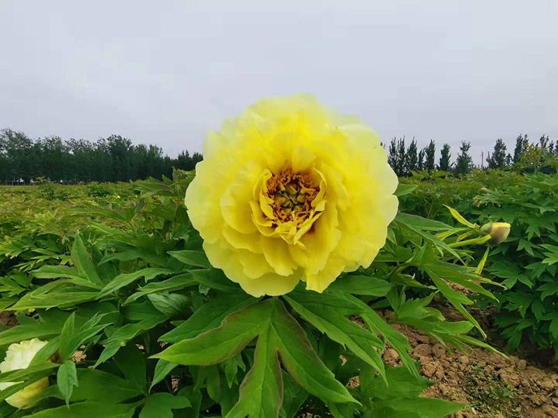 牡丹种植之前的土地整理的方法